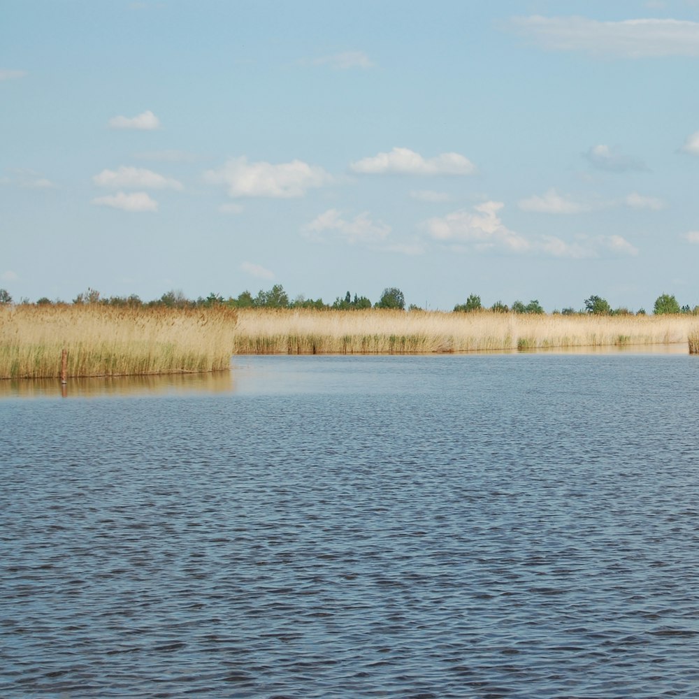 Schilf am Neusiedler See im Burgenland